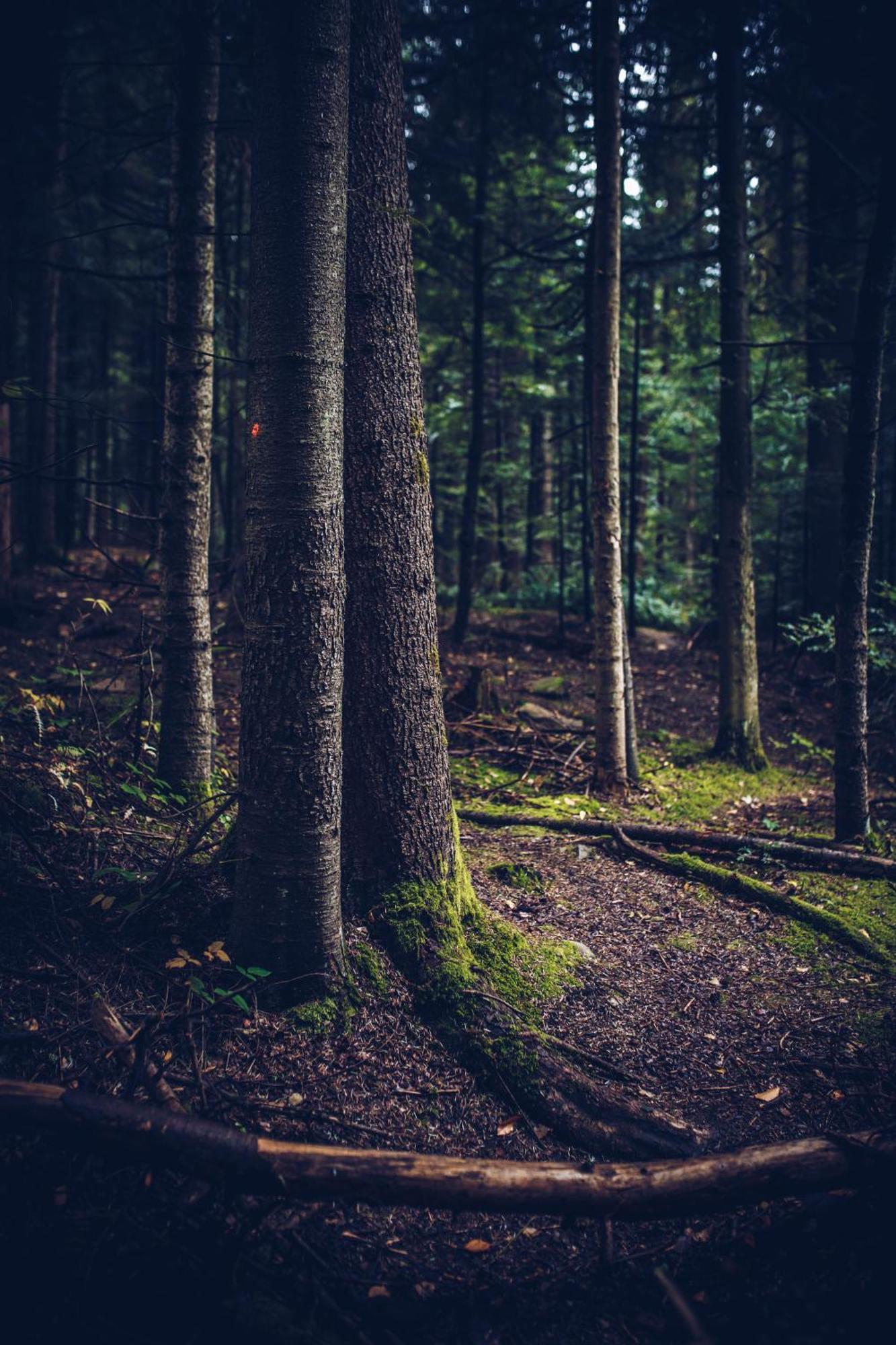 Losiowka Bystre  Экстерьер фото